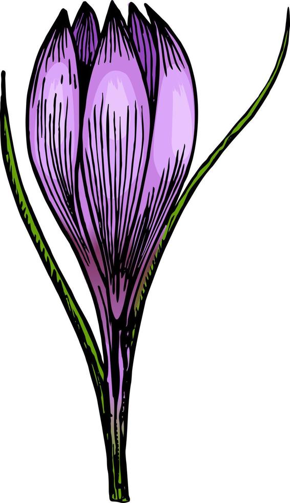 Hand drawn crocus flowers. Hand drawn herb and food spice vector