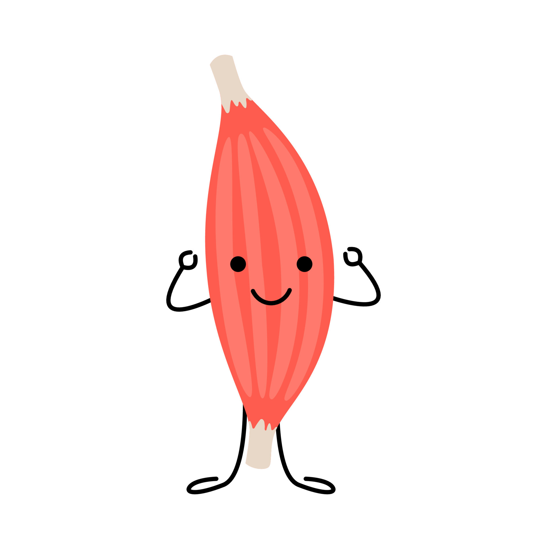 Happy strong muscle cartoon character, demonstrate strength and power. High level energy and health from exercise. Defense fiber part body human. Skeletal muscle, inside tissue. Vector illustration 8146851 Vector Art at Vecteezy Happy strong muscle cartoon character, demonstrate strength and power. High level energy and health from exercise. Defense fiber part body human. Skeletal muscle, inside tissue. Vector illustration 8146851 Vector Art at Vecteezy
