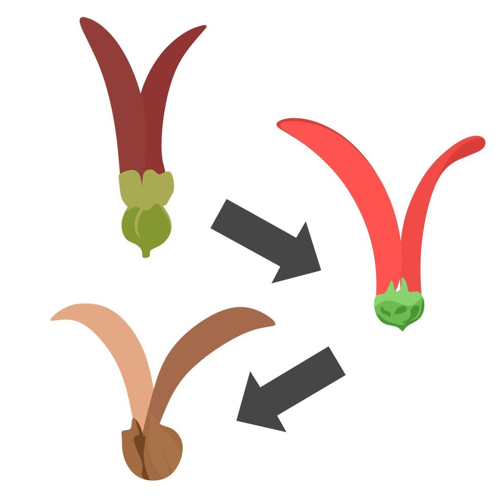 Vector illustration of flowers and fruit of the Dipterocarpus alatus Roxb plant or na tree. With the arrow icon, the shape of the flower changes. on a white background.