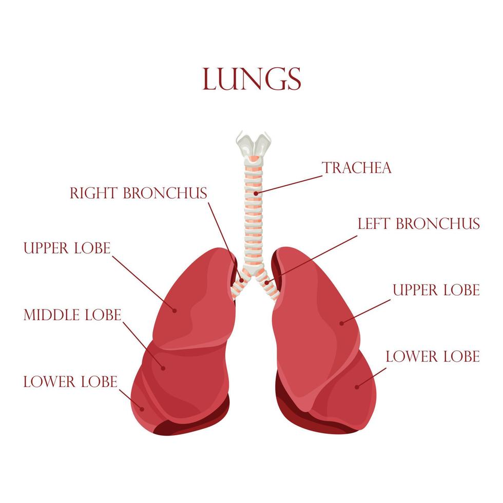 Diagram of human lungs and trachea, respiratory system, healthy lungs icon. Vector illustration isolated on a white background.