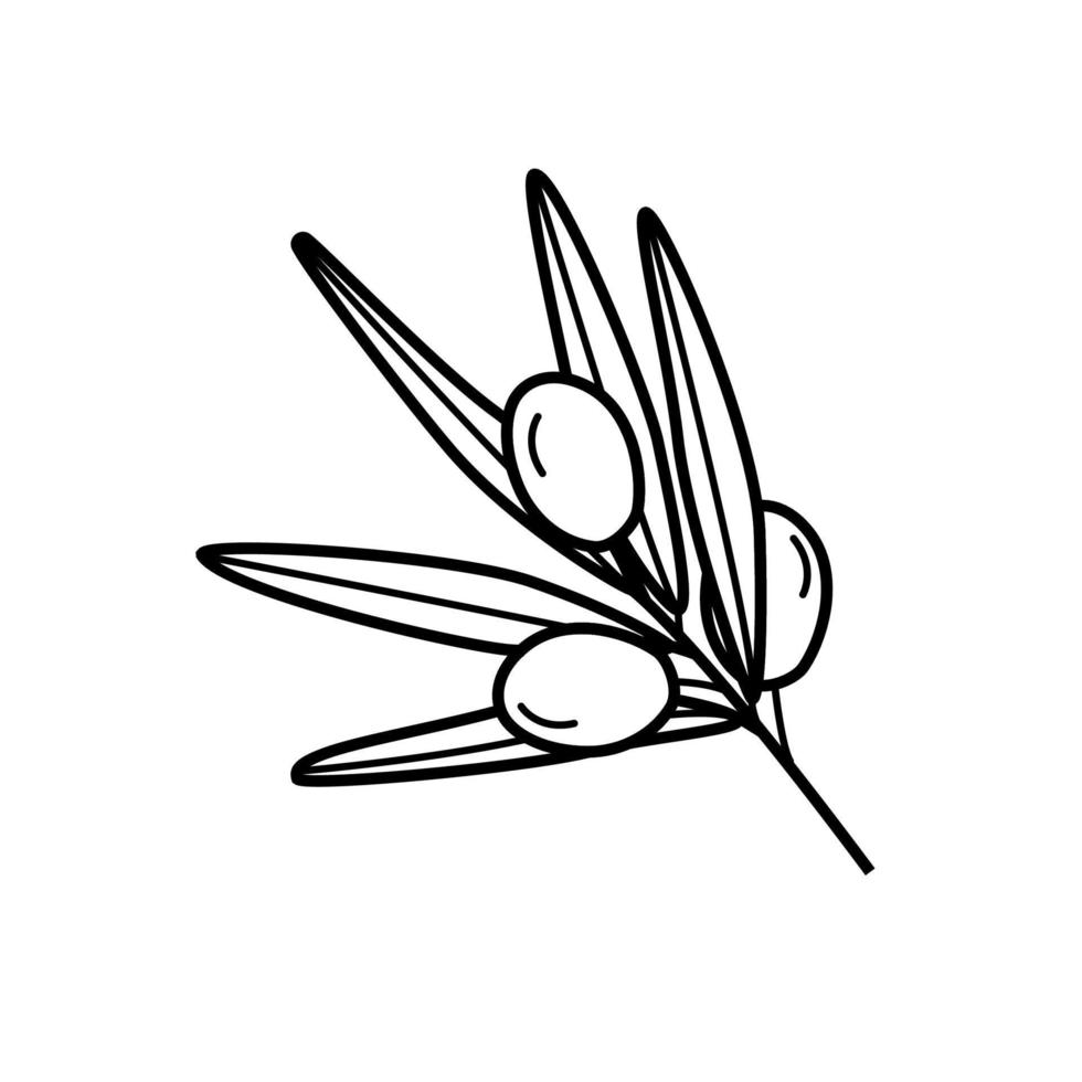 Olive tree twigs and leaves and olive berries. Vector illustration.