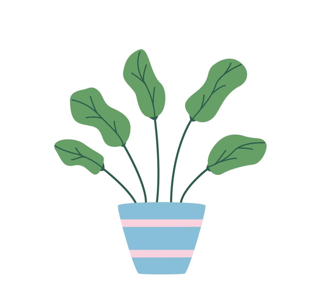 Ficus in a flower pot. Vector illustration flower with leaves for room decoration.