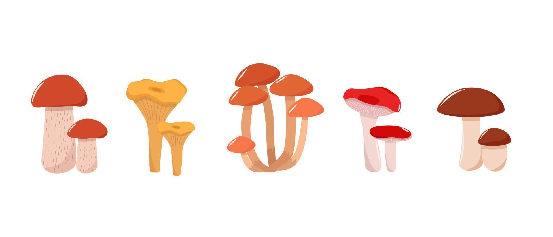 Set of mushroom icons vector. Illustration of boletus, chanterelles, honey mushrooms, aspen mushroom and russula vector