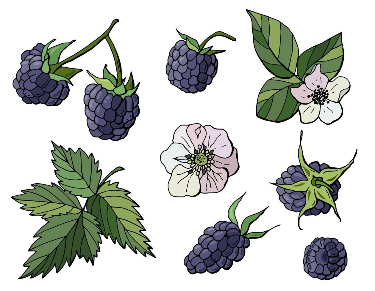 Set of blackberry on a white isolated background. Berries, flowers and blackberry leaves. vector