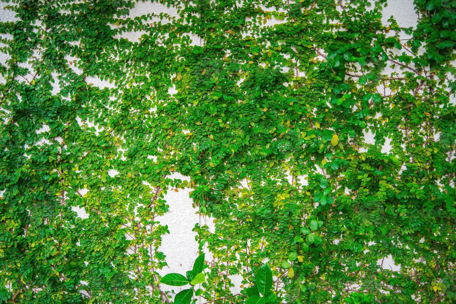 Empty green grass wall frame as background. Tree branch with green leaves and grass on white brick wall background. photo