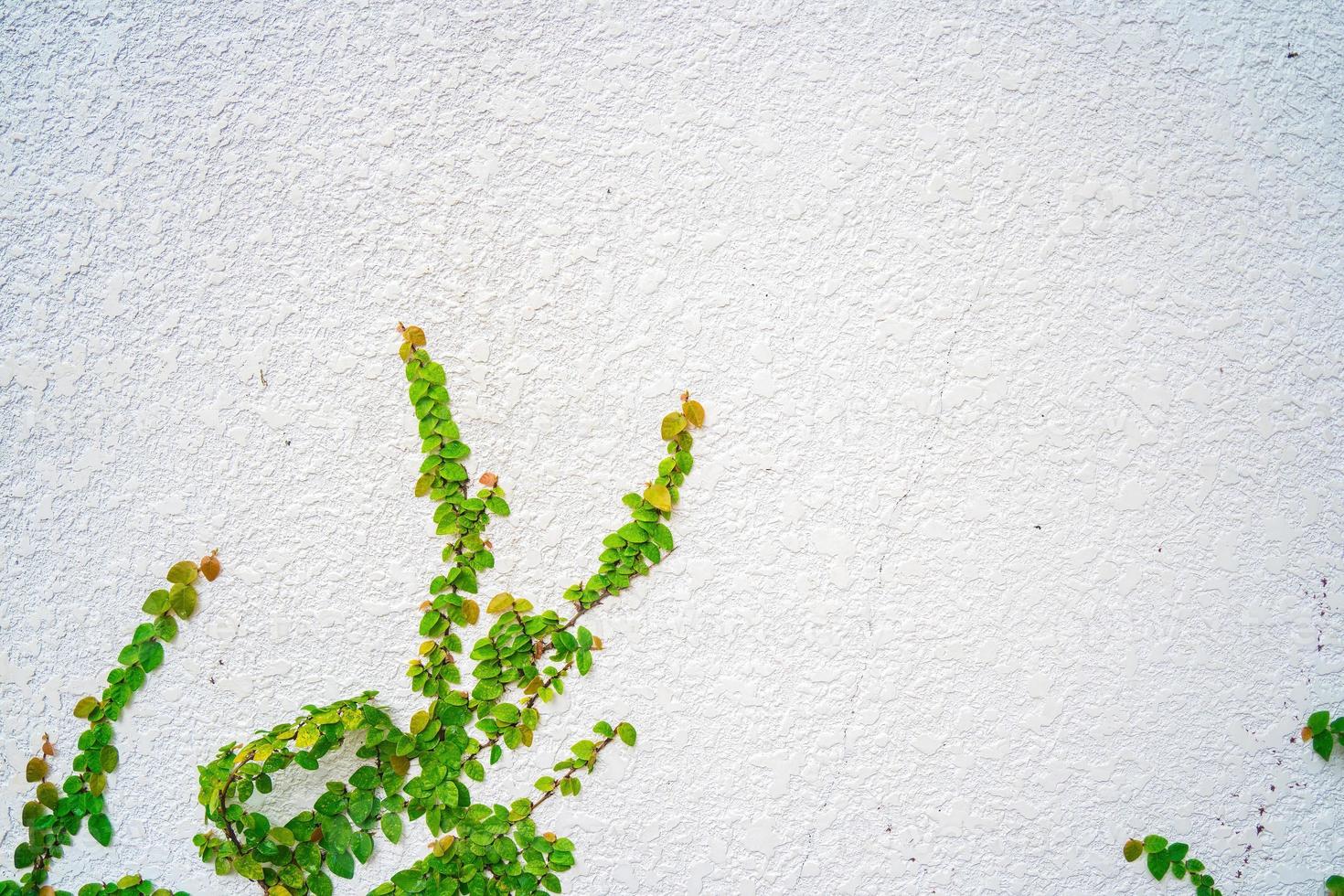 Empty green grass wall frame as background. Tree branch with green leaves and grass on white brick wall background. photo