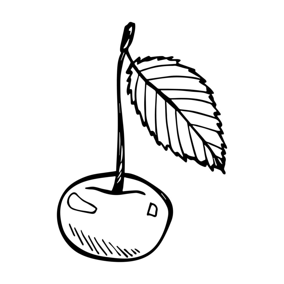 Vector cherry clipart. Hand drawn berry icon. Fruit illustration