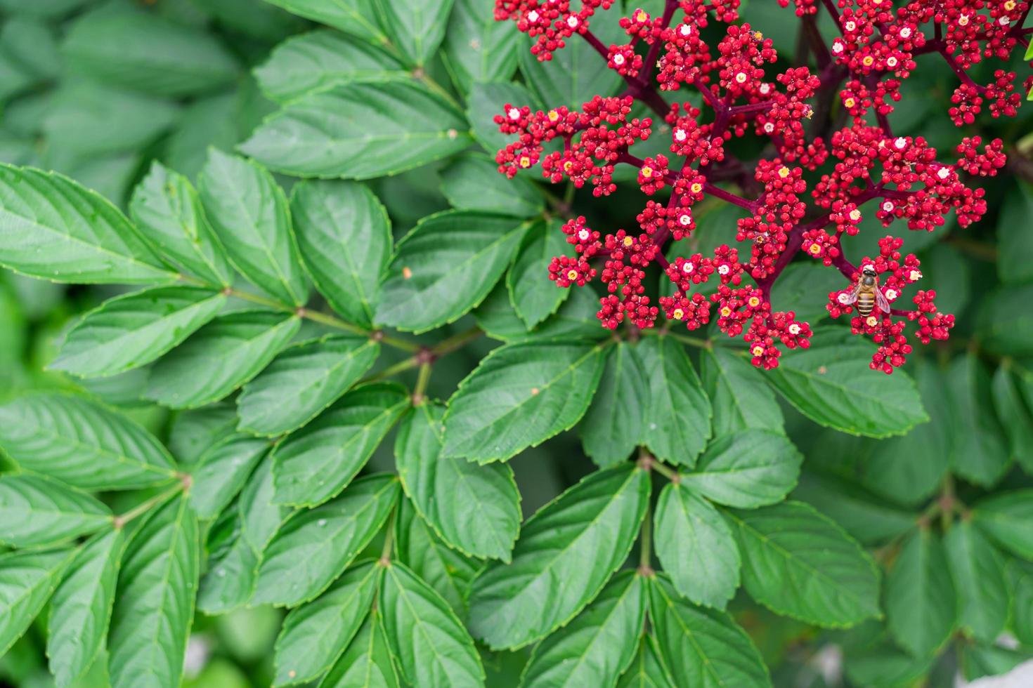 Small red flowers on shrub of Leea Rubra or Red Leea plant. Leea Rubra or Leea indica Burm photo