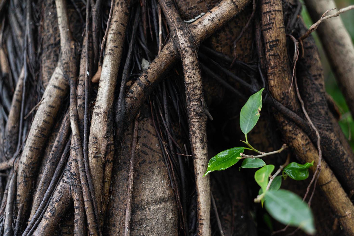 Texture background of banyan tree roots on the trunk of banyan tree in the garden. photo