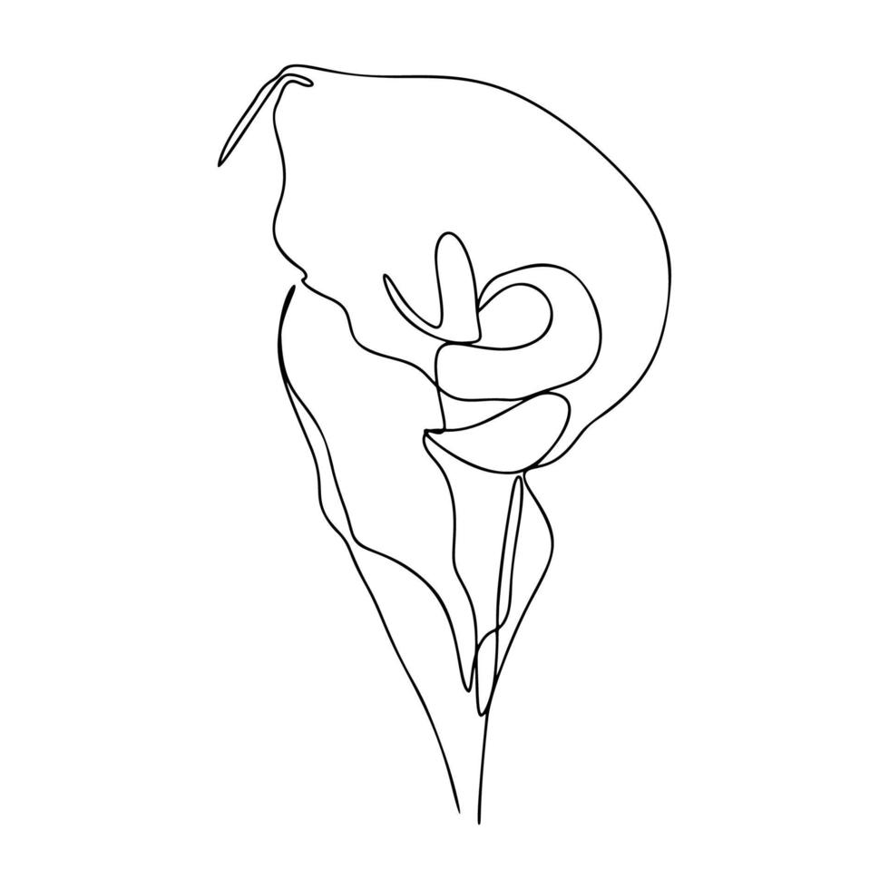 One Line Drawing, Single Continuous Line Sketch Flower Calla Lily vector