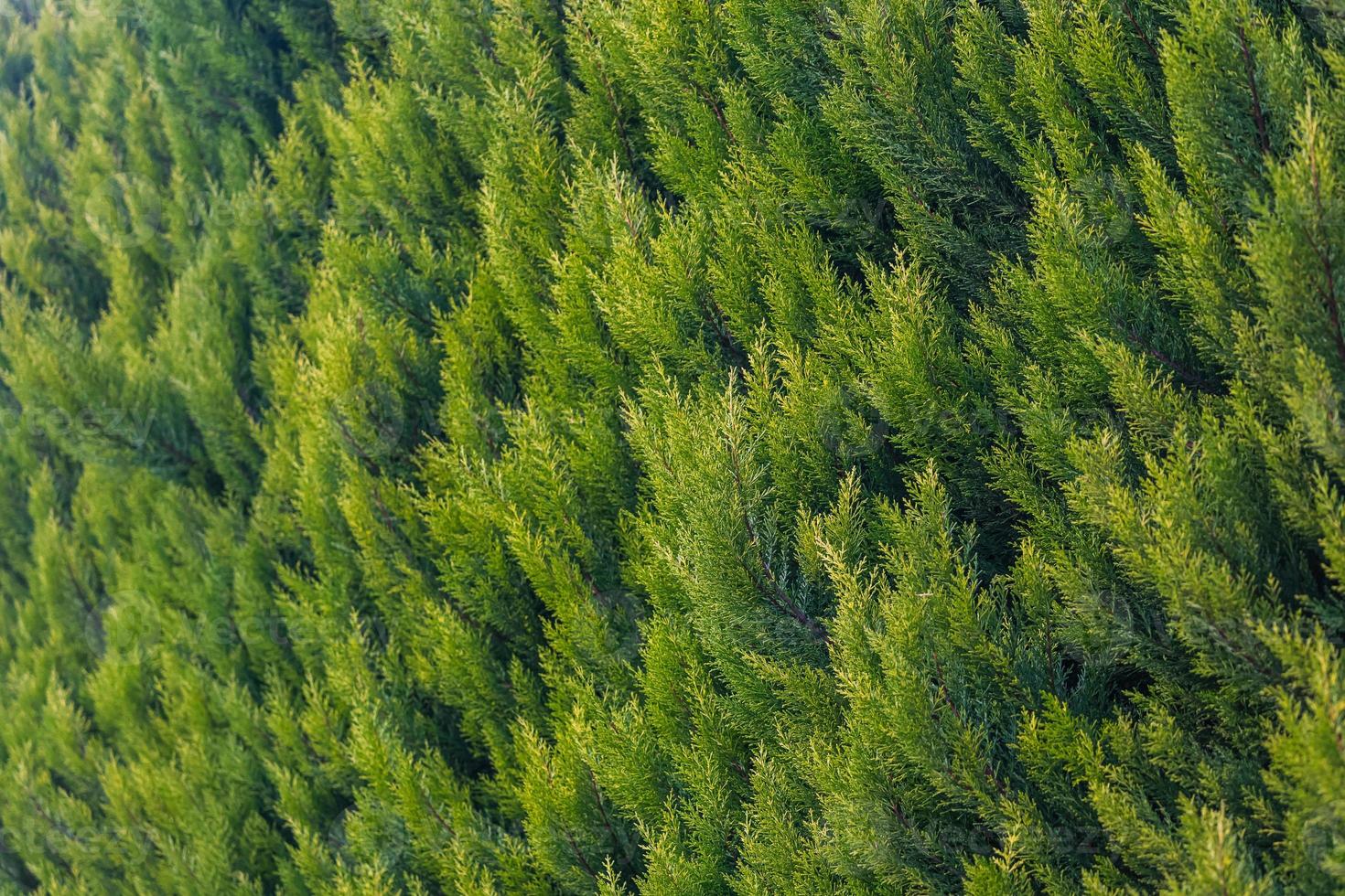 CLose up of the  bright green young coniferous branches on a green blurred background, soft focus photo