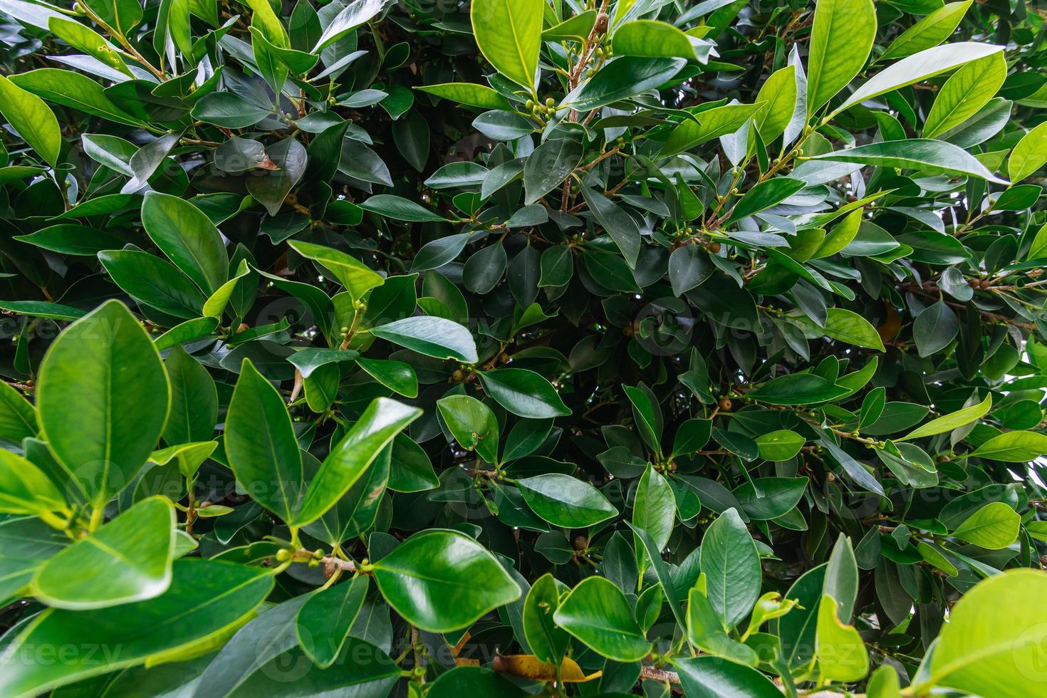Close-up of a beautiful fresh bush branch with green leaves, the background is blurred. photo