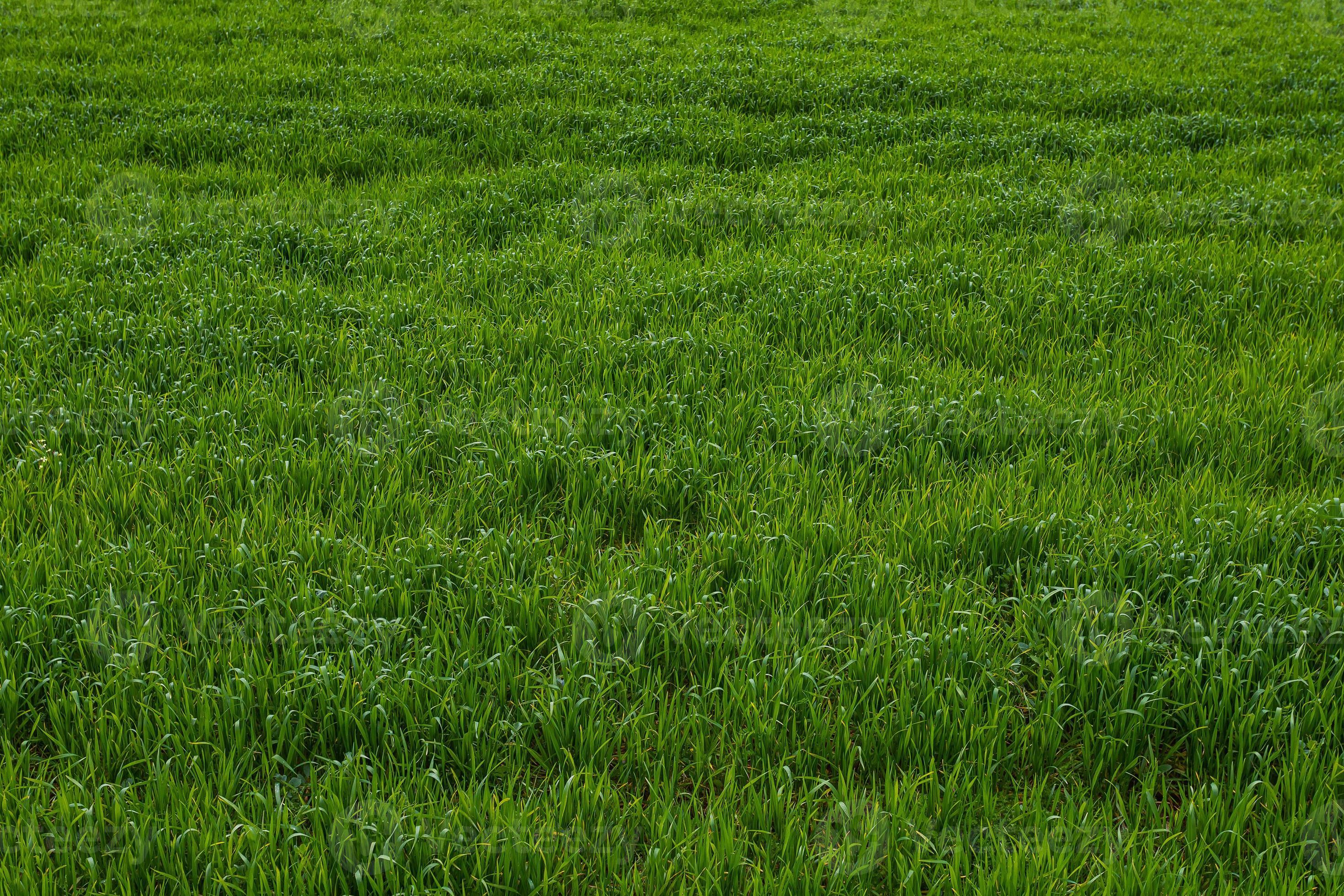 Grass Field Background