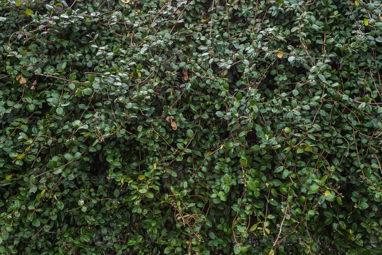 primer plano de un arbusto verde brillante y una gran cantidad de hojas pequeñas, cuidadosamente recortadas. cobertura foto