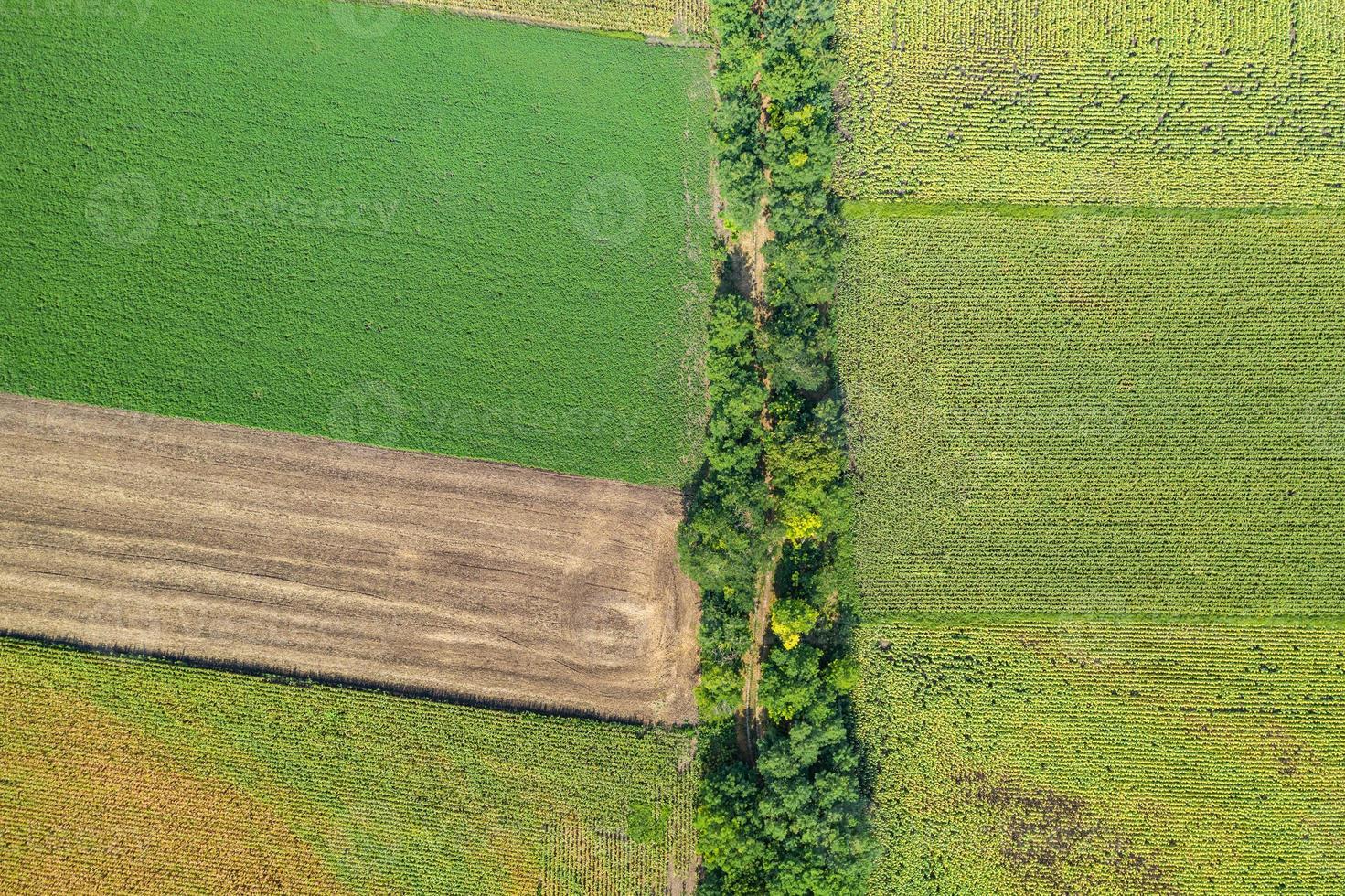 Aerial top view photo from flying drone of a land with sown green fields in countryside in spring day. Land with grown plants