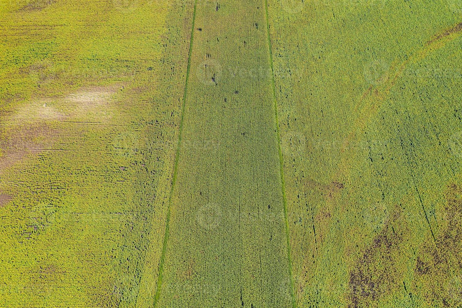 Aerial top view photo from flying drone of a land with sown green fields in countryside in spring day. Land with grown plants