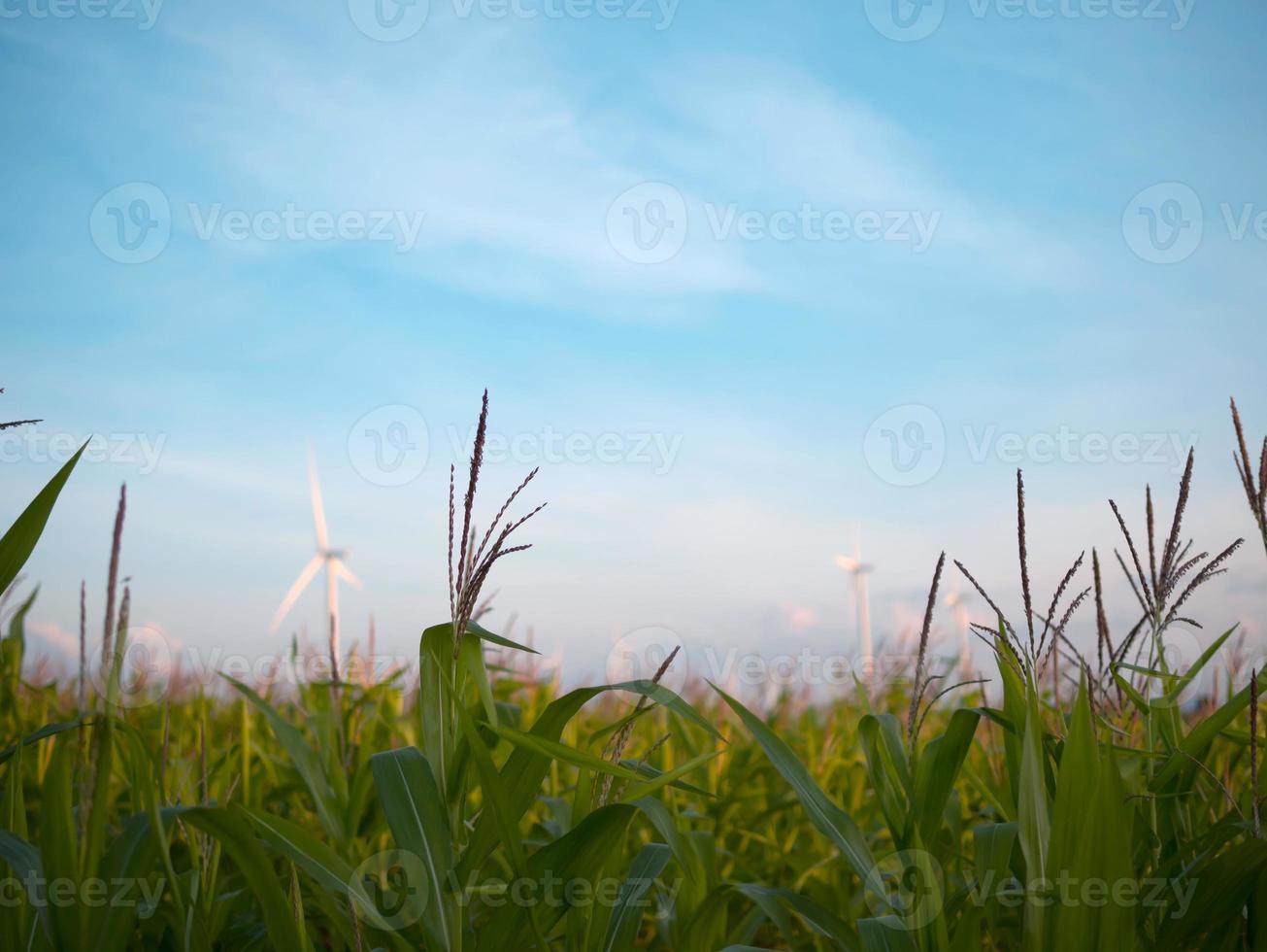 Corn field with blue sky and blurred wind turbine photo