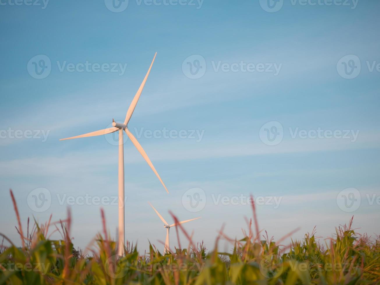 wind turbine in corn field with blue sky photo