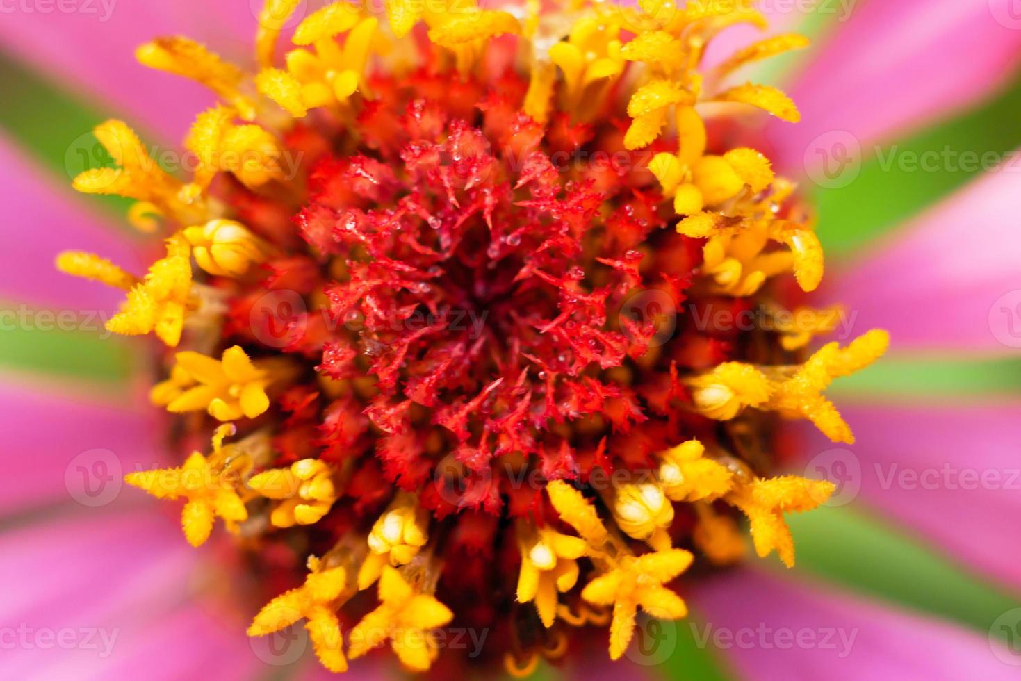 hermosa textura de polen con gota de lluvia de un zinnia foto