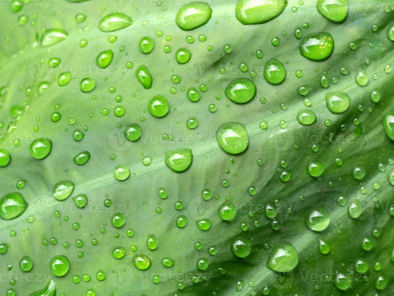 Abstract background and texture of wet green leaves photo