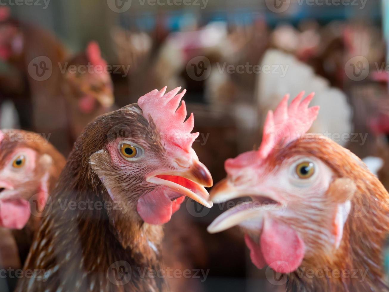 A lot of chickens in farm photo