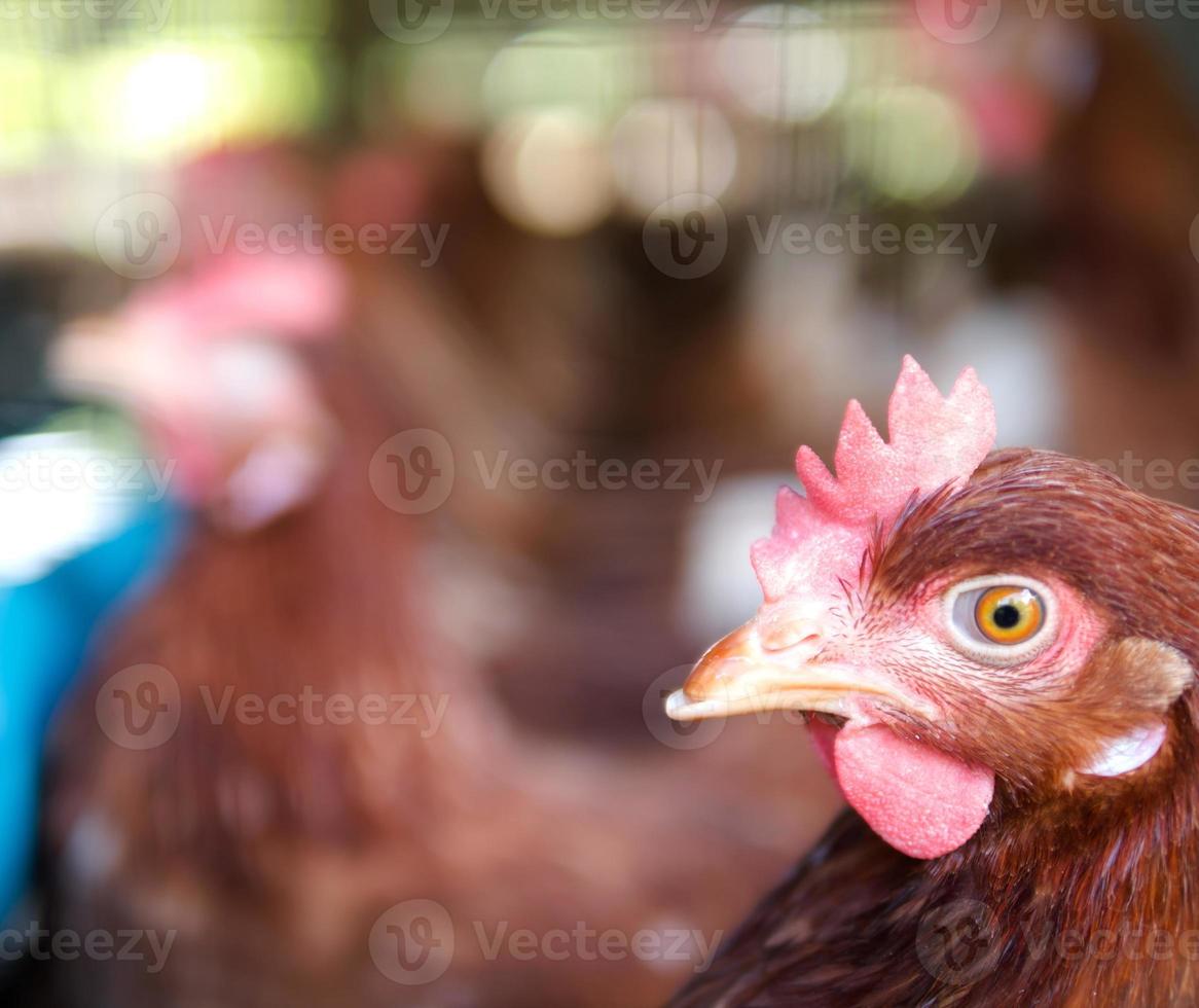 Close up a chicken on a farm photo