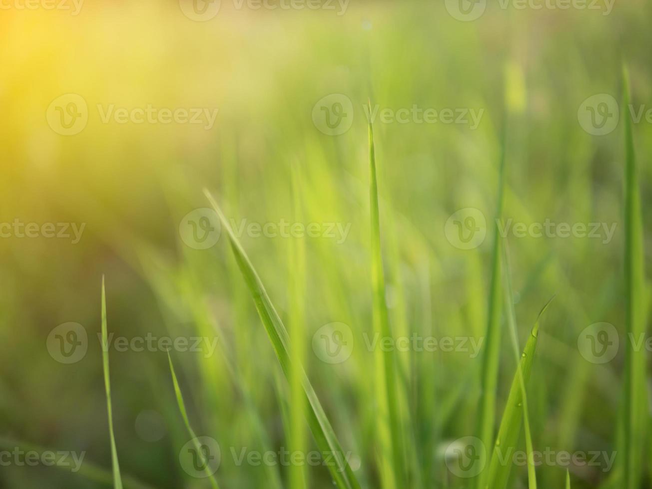Dew on grass on the morning with sunray photo