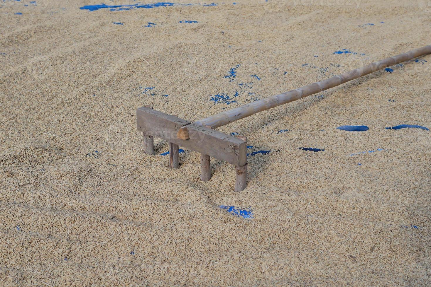 Paddy on blue woven and rake photo