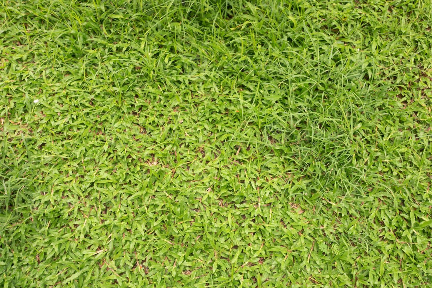 Green meadow in top view photo