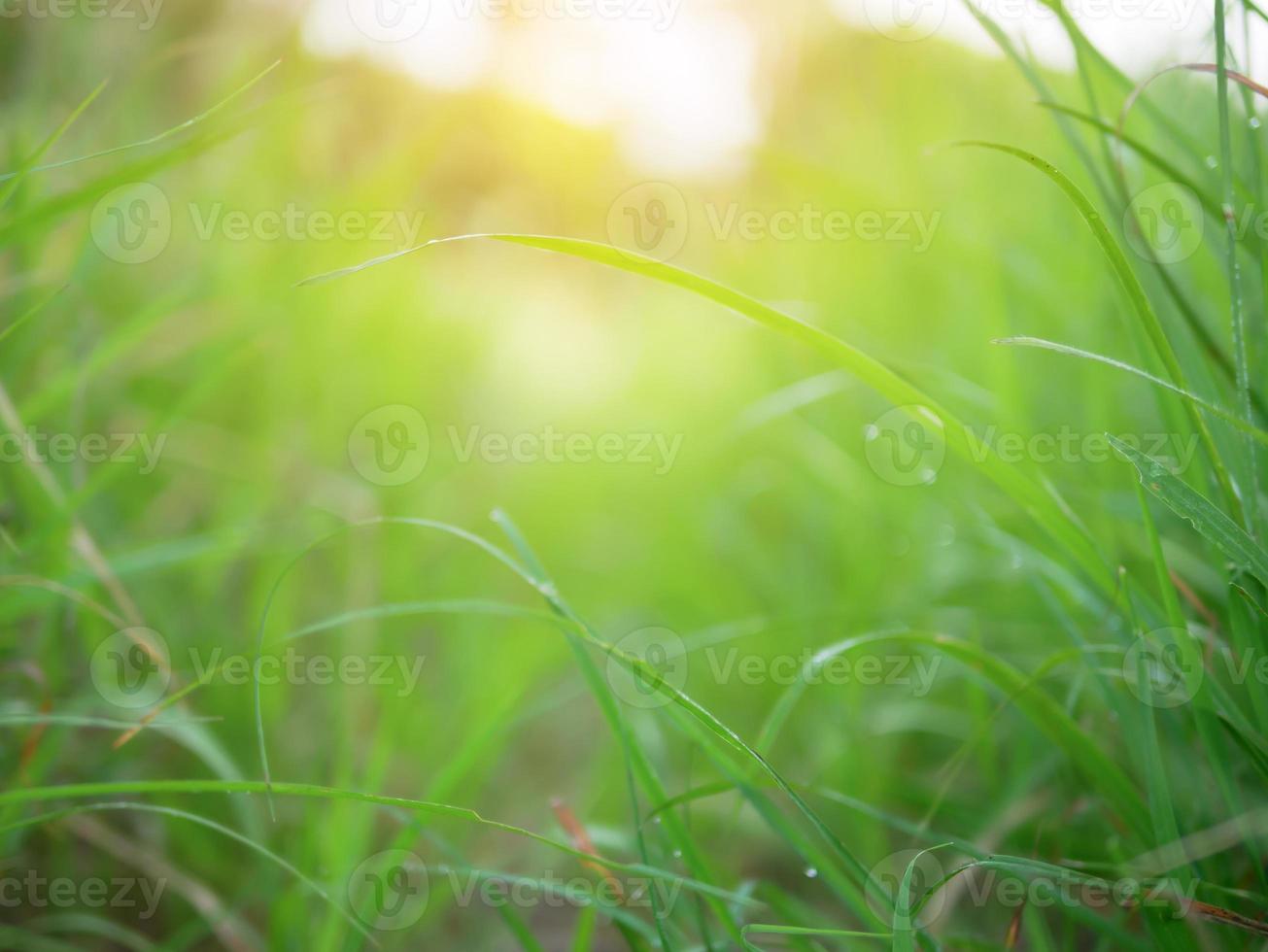 Abstract  background of green nature and blurred with sunray photo