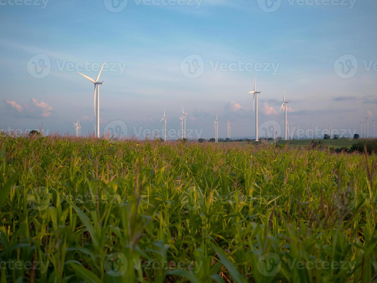 Wind turbines farm in corn field photo
