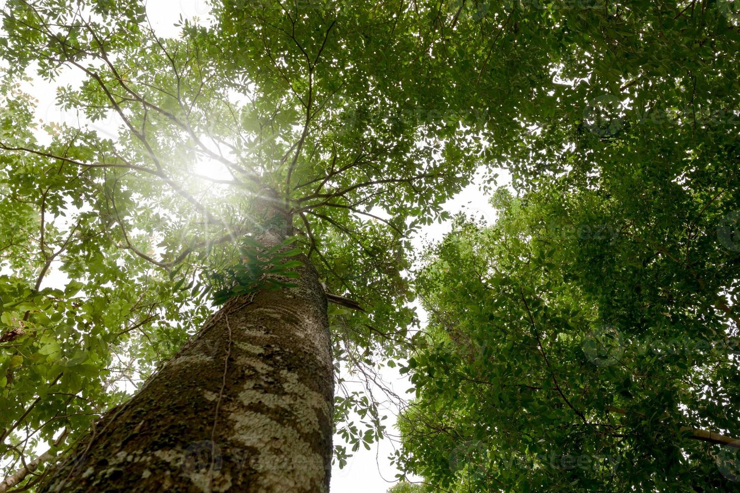 Look up tree with sunlay in forest photo