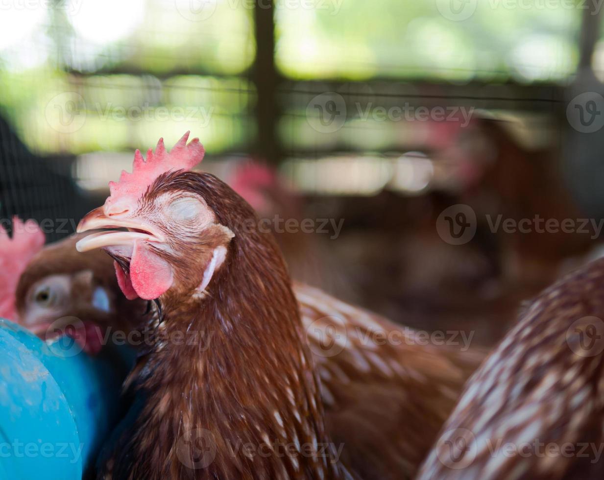 close up a chicken eyeless with bokeh photo