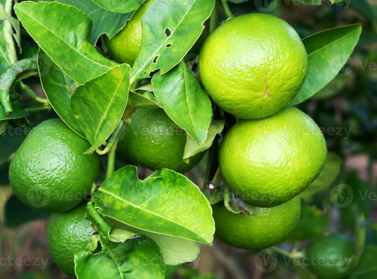 Close up group green lime on trunk with blurred photo