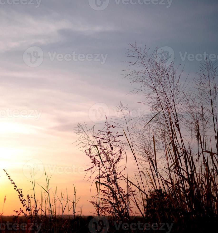 Close up grass field in the evening with twilight photo