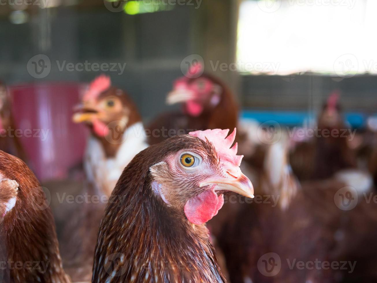 Red chicken in a henhouse photo