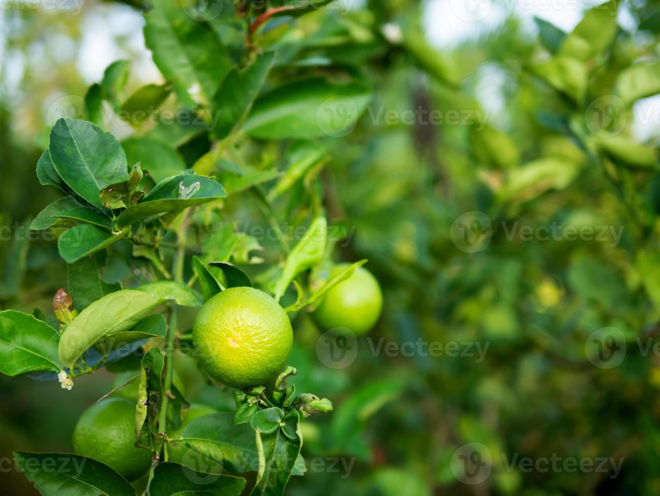 Close up green lime on trunk photo