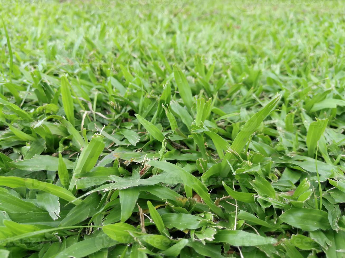 Abstract and texture of green grass with blur background photo