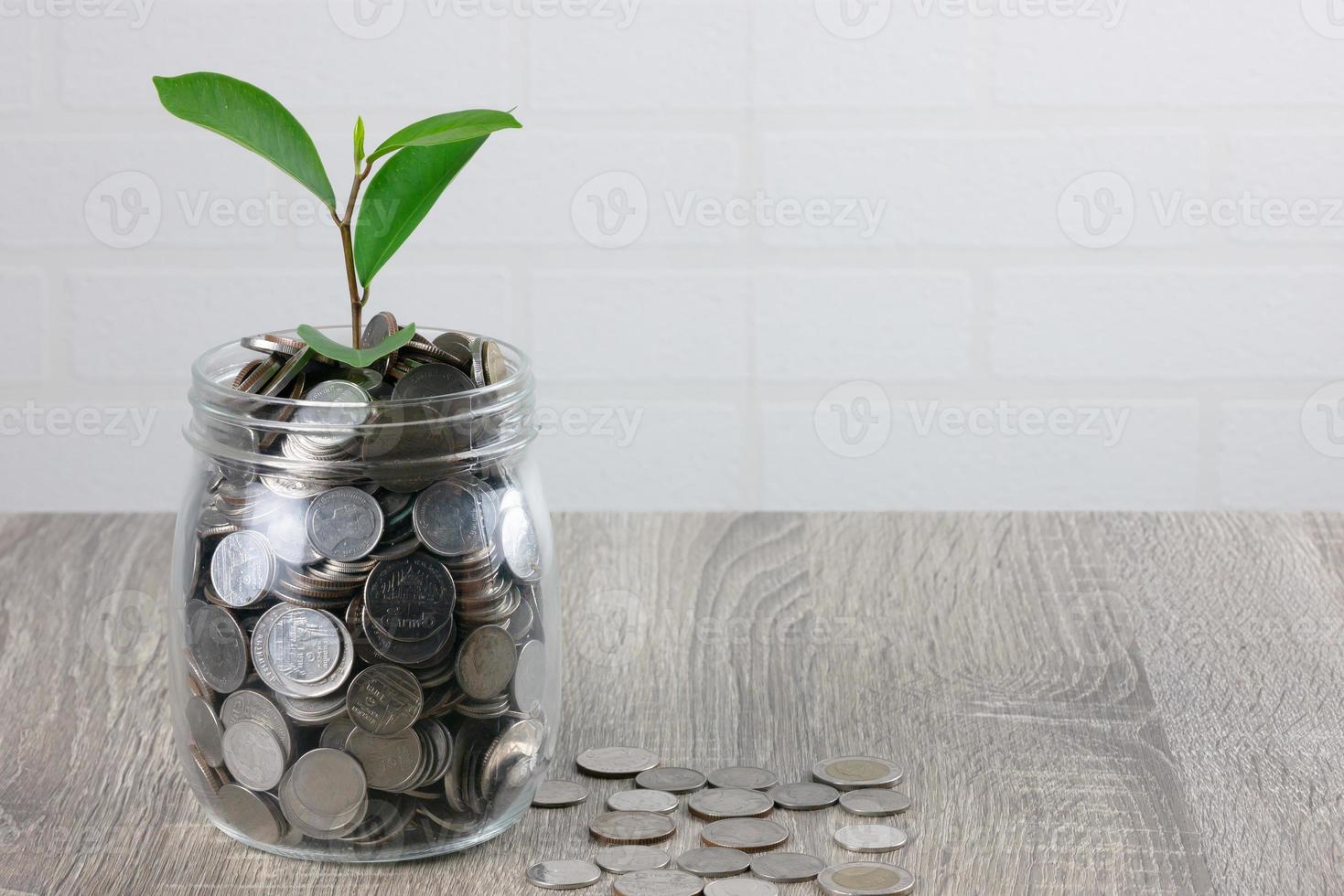 A plant sprouting on coins photo