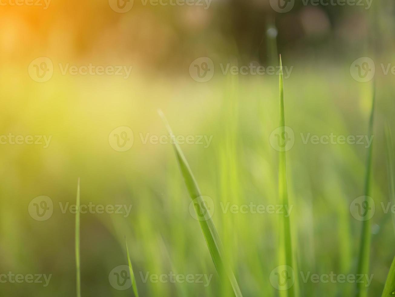 Abstract and blurred background photo