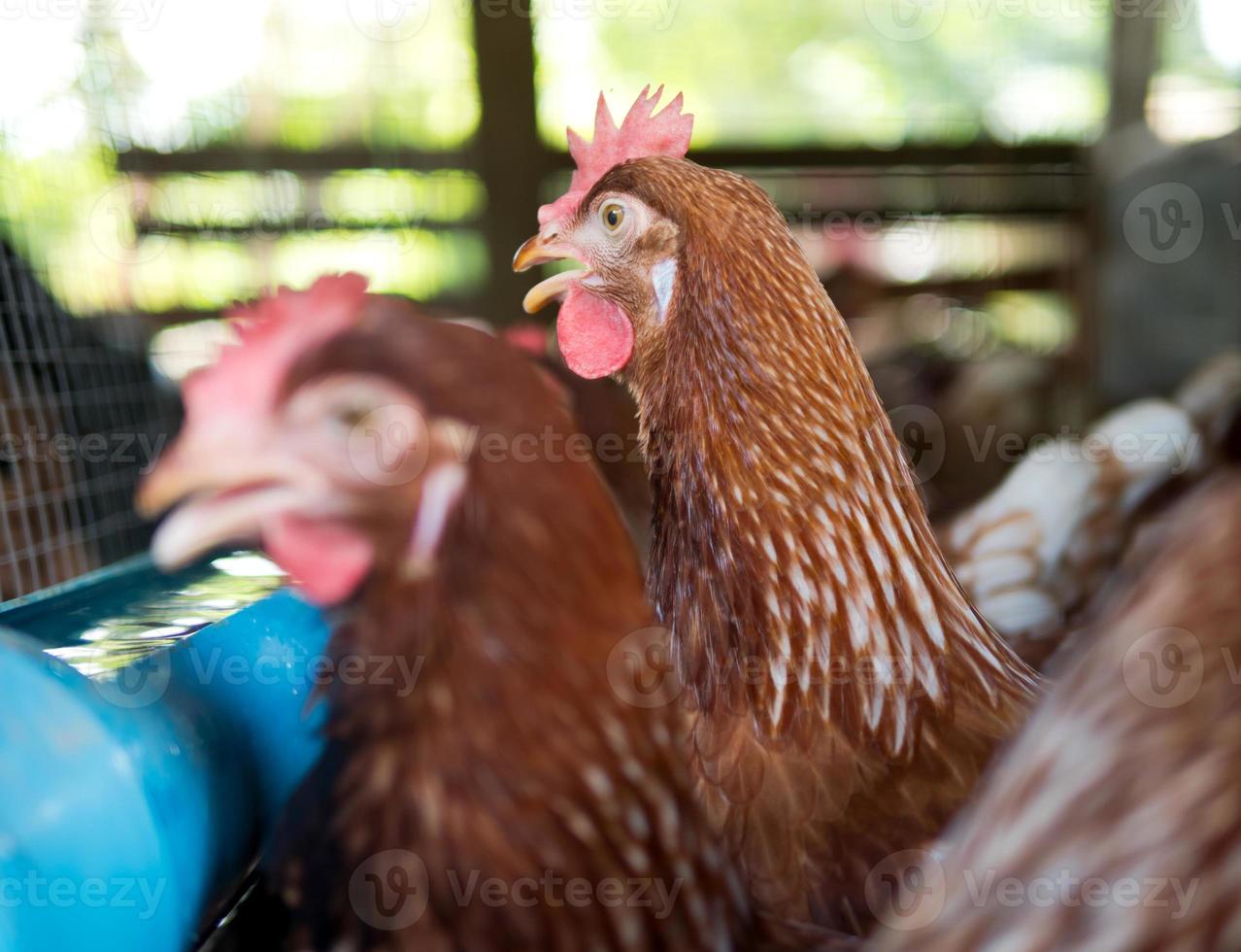 cerrar una gallina en la granja con fondo bokeh foto