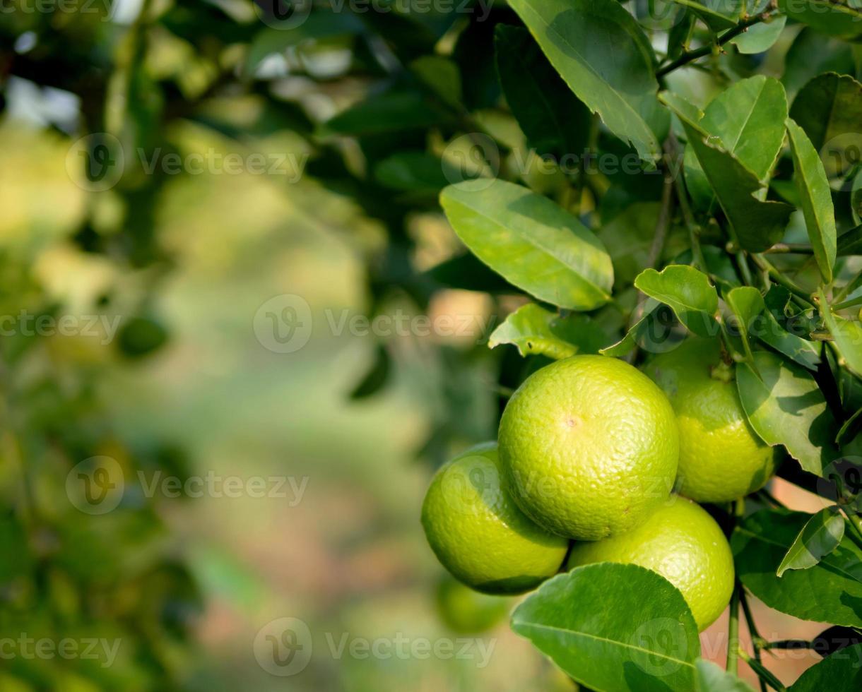 Close up green lime on trunk and blurred background with copy space photo