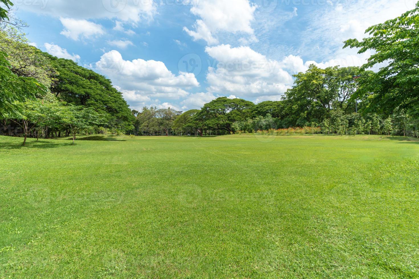 árboles verdes con hermoso prado en el parque foto