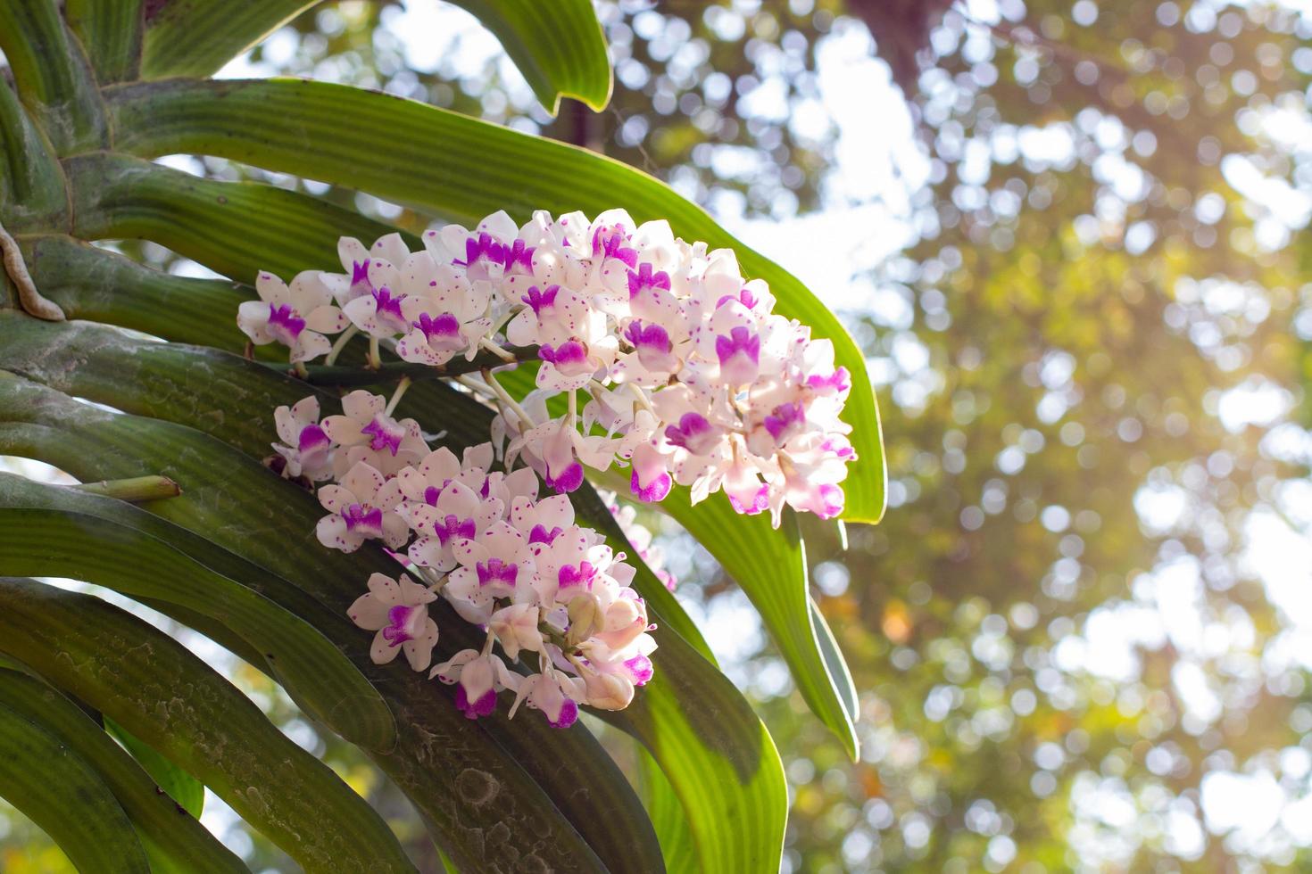 pink and white orchids flower on a green and white bokeh background.spring orchid flowers taken at an exhibition in Thailand during the day time.selective focus. photo