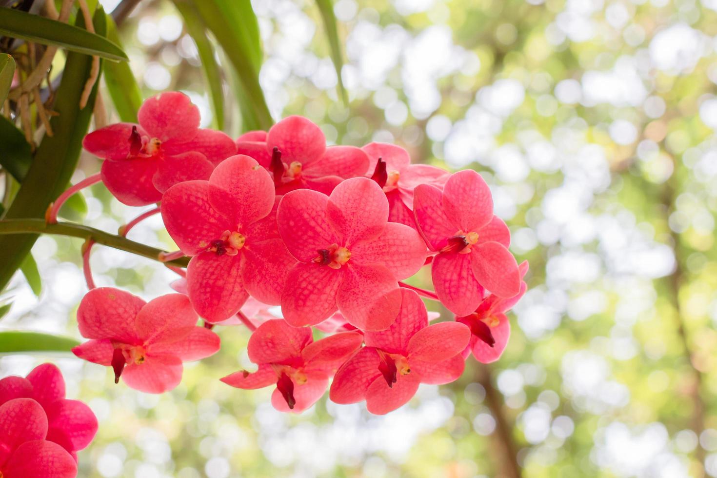 flor de orquídeas rojas de primavera sobre un fondo de bokeh verde y blanco. flores de orquídea tomadas en una exposición en tailandia durante el día. enfoque selectivo. 8160358 Foto de stock flor de orquídeas rojas de primavera sobre un fondo de bokeh verde y blanco. flores de orquídea tomadas en una exposición en tailandia durante el día. enfoque selectivo. 8160358 Foto de stock