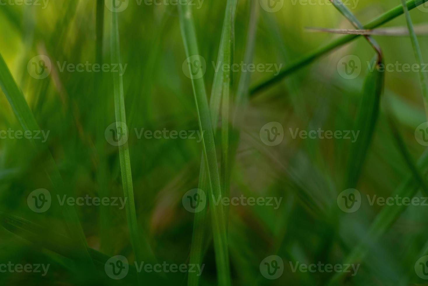 Close up green grass on the garden photo