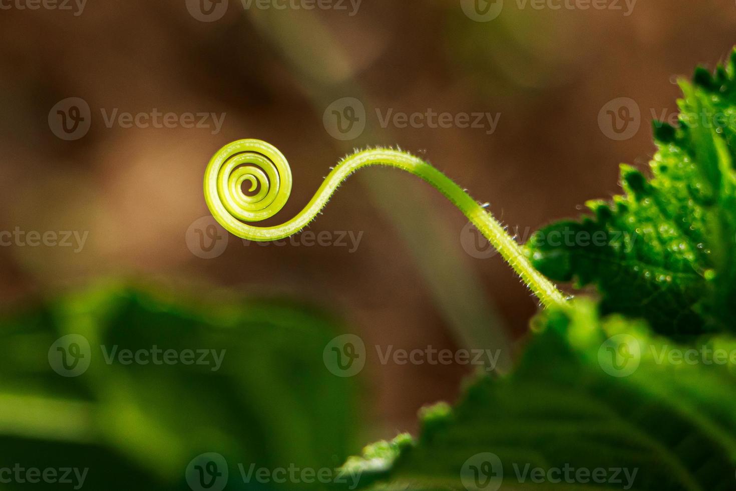 Green sprouts of cucumbers close-up. Growing vegetables in greenhouse. photo