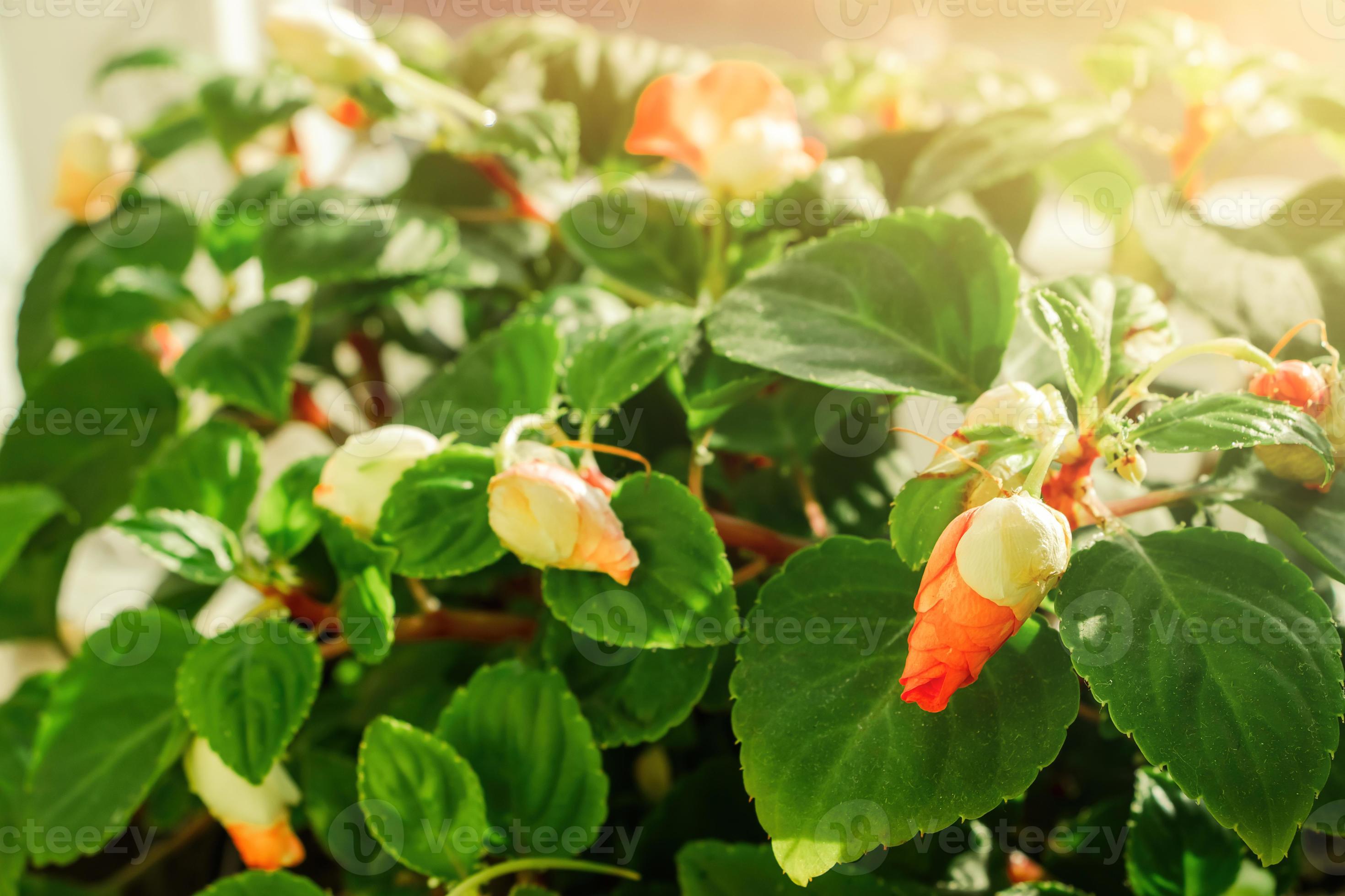 Red impatiens flowers close up. Colorful buds in garden. Green