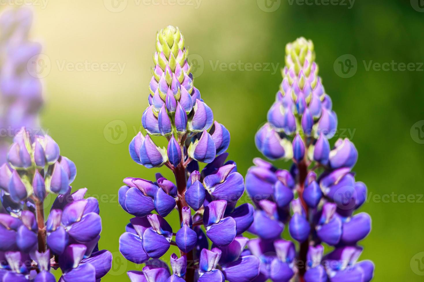 Purple lupine flowers in the sun. Blooming wild plants. Lupines field. photo