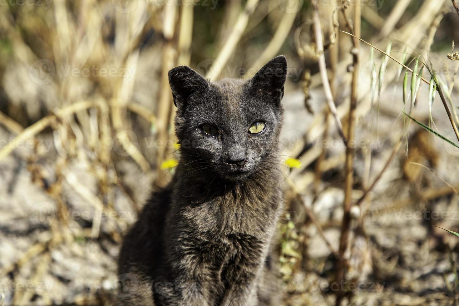 gato gris en la calle foto